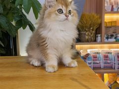 -山宅一喵德文卷毛猫舍