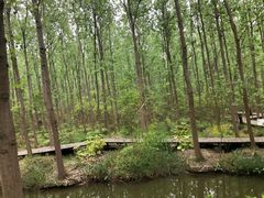 -合肥滨湖国家森林公园