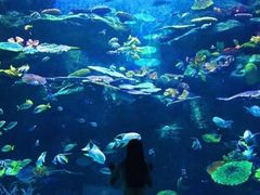 -暹罗海洋世界
