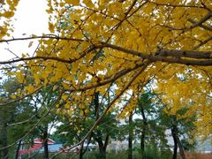 -辽宁大学(崇山校区)