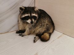 -浣熊柯尔鸭土拨鼠·电玩咖