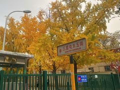 -三里屯东五街银杏大道