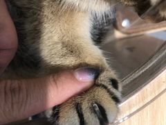 -飞行喵MR PILOT|猫舍·猫咖(静安大融城店)
