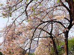 -成都市活水公园