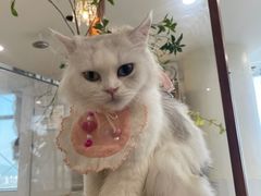 -共舞时光猫咖·狗咖(新街口店)