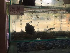 -顺峰渔港中国人的餐厅