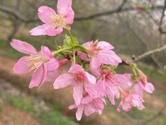 -天适樱花悠乐园