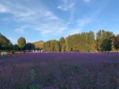 -紫海香堤香草艺术庄园