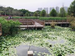 -五缘湾湿地公园
