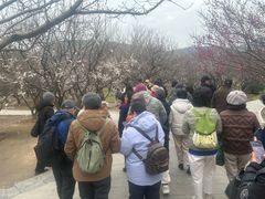 -香雪海