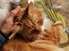 -平行世界·猫咖(首经贸店)