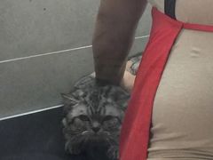 -叮叮猫咪生活馆