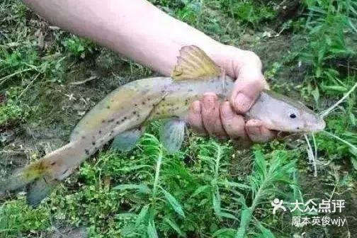 芝麻剑鱼仅生长于红水河流域,是极其珍贵的-大众点评