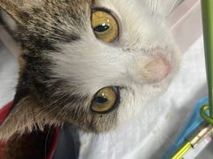 -喜多萌中农锦绣动物医院24H·猫科·牙科MRI·CT