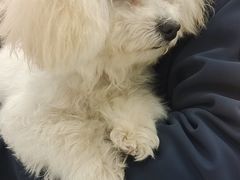 -宠颐生宠物医院·综合诊疗(先锋分院)