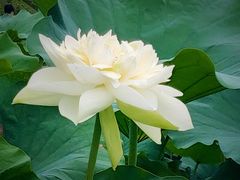 -厦门园林博览苑