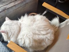 -無鱼咖啡店(淇澳岛店)