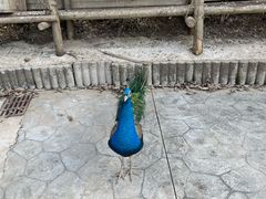 -栾川竹海野生动物园