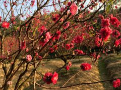 -南国桃园旅游度假区