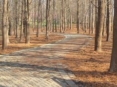 -上海海湾国家森林公园