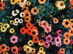 -深圳国际园林花卉博览园