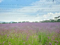-紫颐香薰山谷景区
