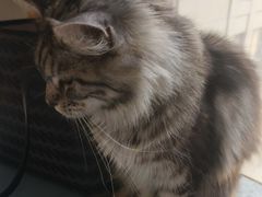 -猫爪屋猫咖(乐汇城店)