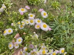 -Dark Horse·黑马蛋糕·低脂·低糖淡奶(金匙望湖大厦店)