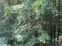-山王坪喀斯特国家生态公园