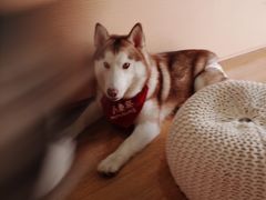 -Husky Go! 哈士奇体验馆·宠物咖啡厅狗咖