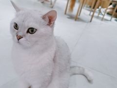 -Heymao猫咖.咖啡厅(东门店)