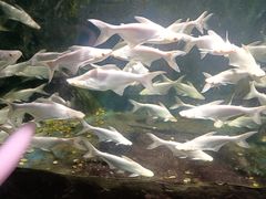 -西安曲江海洋极地公园