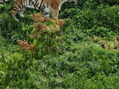 -青藏高原野生动物园
