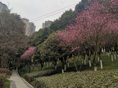 -龙头寺公园