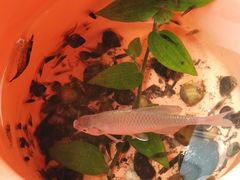 -桤木河湿地公园