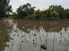 -大湾区中央湿地公园