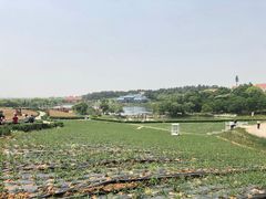 -大塘金香草谷