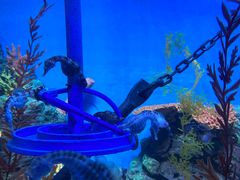 -上海海洋水族馆