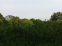 -亭林园-华藏寺