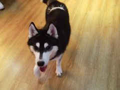 -Husky Go! 哈士奇体验馆·宠物咖啡厅狗咖