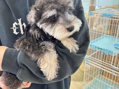 -翊宠yipet猫狗购宠庄园犬舍•猫舍