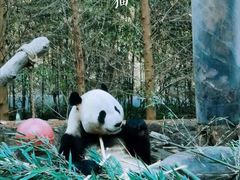 -都江堰中华大熊猫苑