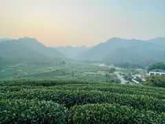 -龙坞茶村