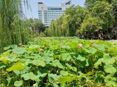 -莲湖公园