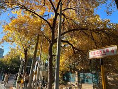 -三里屯东五街银杏大道