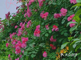 四月蔷薇花开，满墙都是蔷薇花，看到花果然心情就好啦