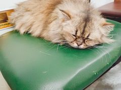 -猫小院猫主题餐厅(南锣旗舰店)