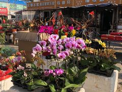 -中环花鸟鱼虫市场