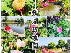 -鹅湖玫瑰文化园