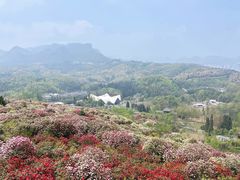 -贵州百里杜鹃风景名胜区